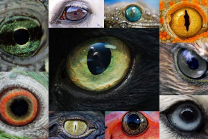 Дивовижні очі тварин - земля-фауна дзеркало Дивовижні очі тварин - земля-фауна дзеркало